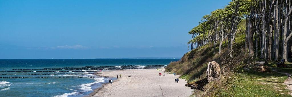Der Gespensterwald von Nienhagen: alte Buchen auf der Steilküste über dem Ostseestrand mit Buhnen im Wasser.